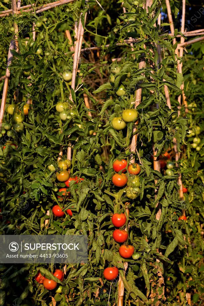 Cluster tomatoes in a vegetable garden organic Provence France