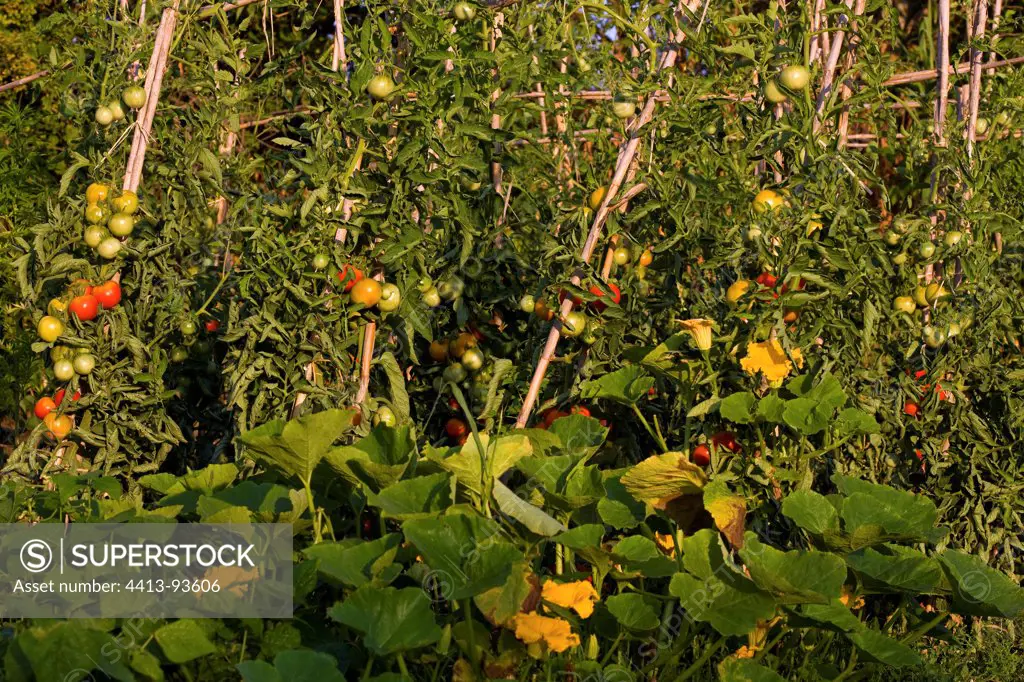 Tomatoes and squash in a vegetable garden organic Provence France