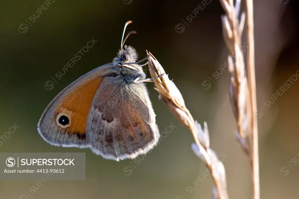 Small Heath on a spike of grass Provence France