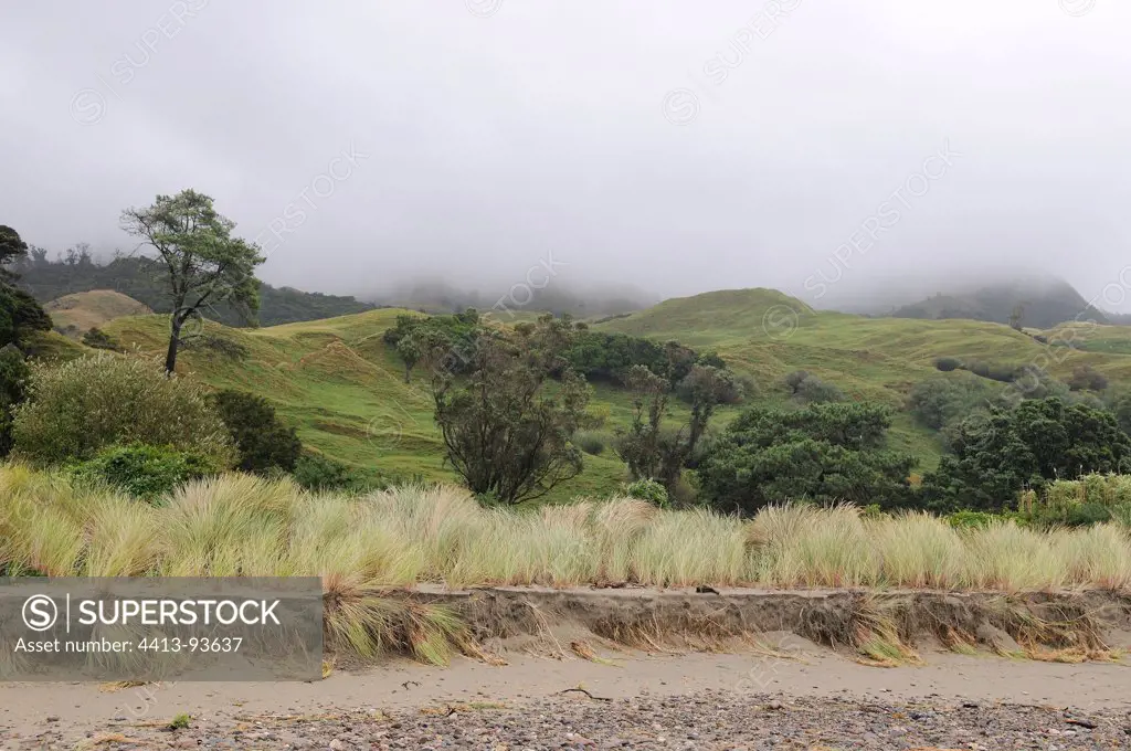 Beach eroded by rising sea waters South Island New Zealand