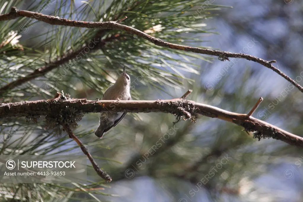Corsican nuthatch on a branch of a Corsican pine in Corsica