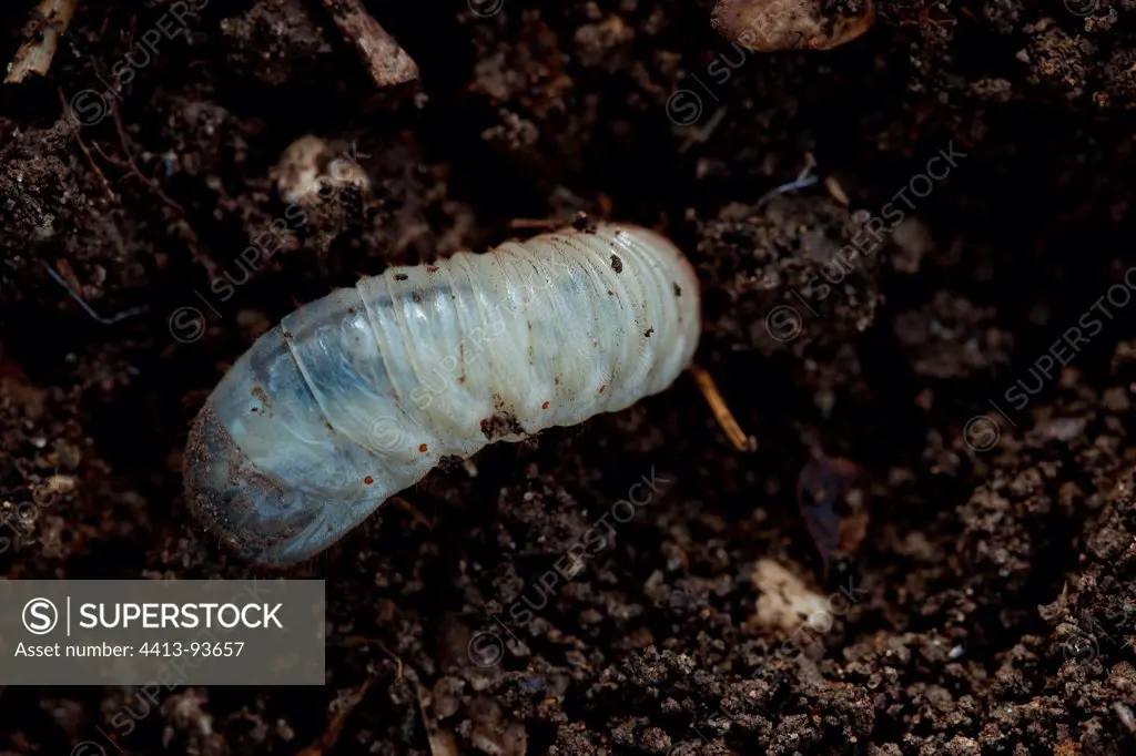 Rose chafer larva on compost in a garden