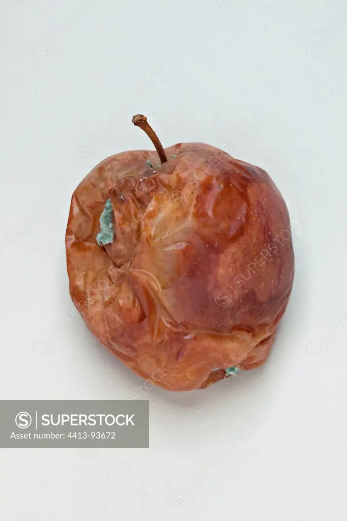 Rotten apple in studio