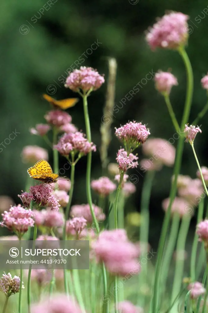 High Brown Fritillary on wild flowers France