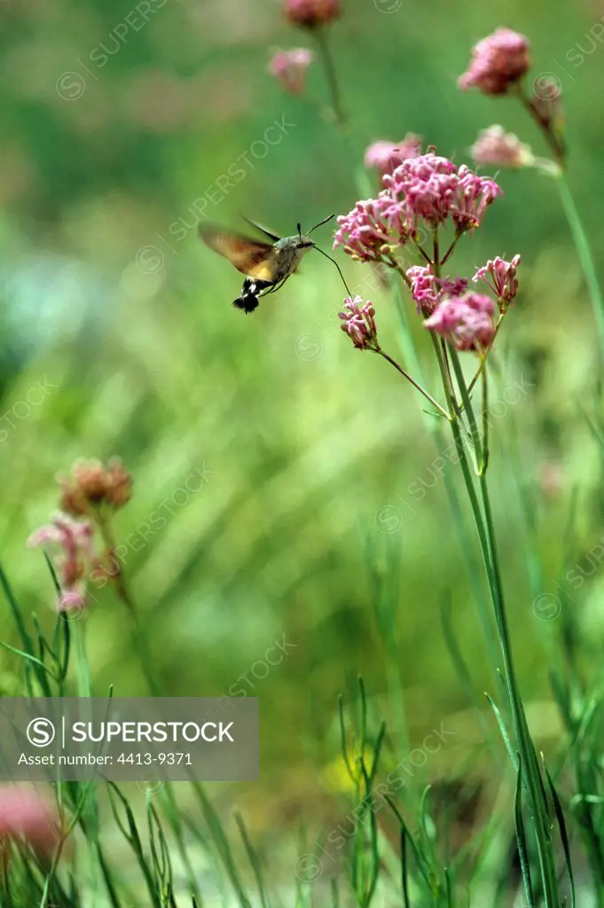 Olive Bee Hawk gathering nectar on wild flower France