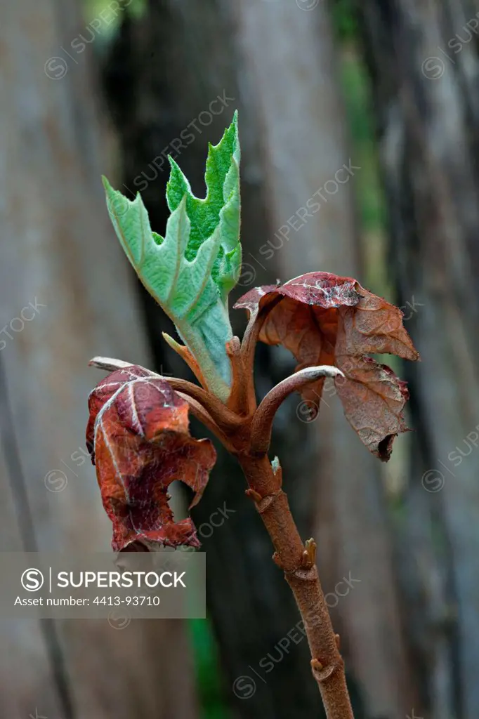 Oakleaf hydrangea shoot in a garden