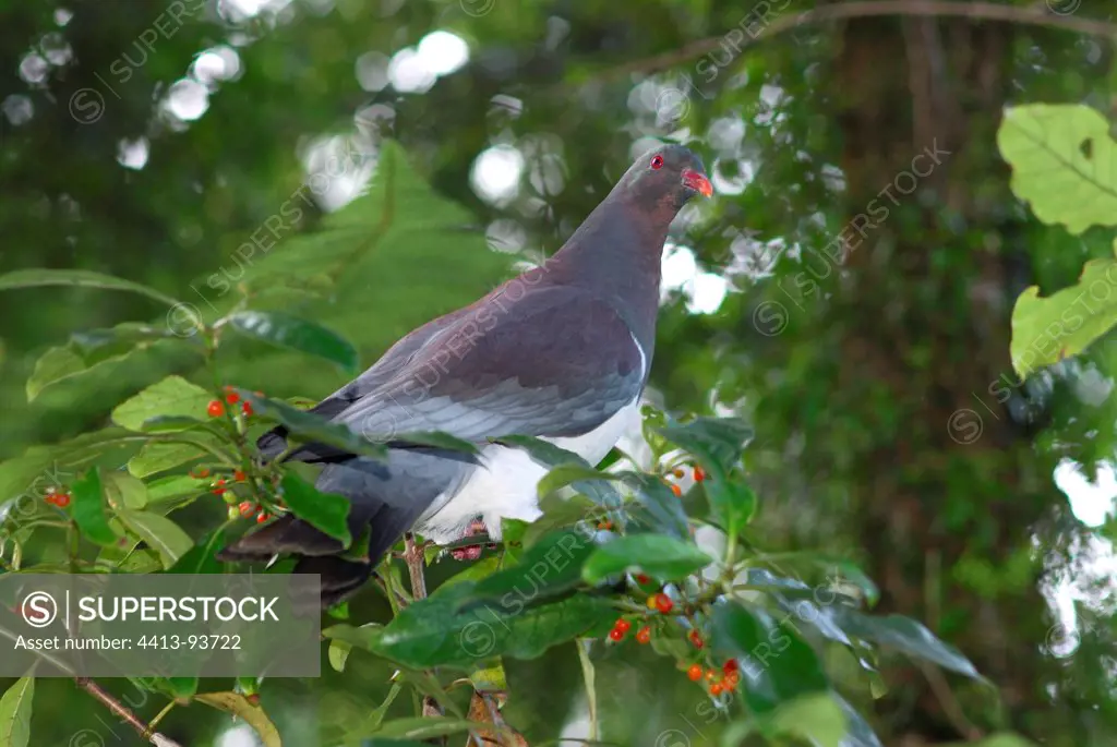 New Zealand Pigeon in a treeNew Zealand
