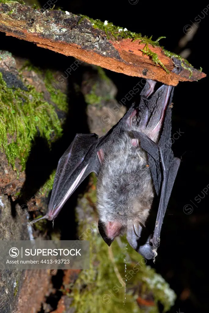 Bechstein's bat urinating Vosges du Nord France