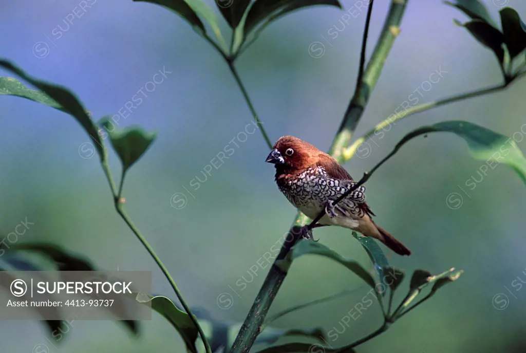 Scaly-breasted Munia on a branch