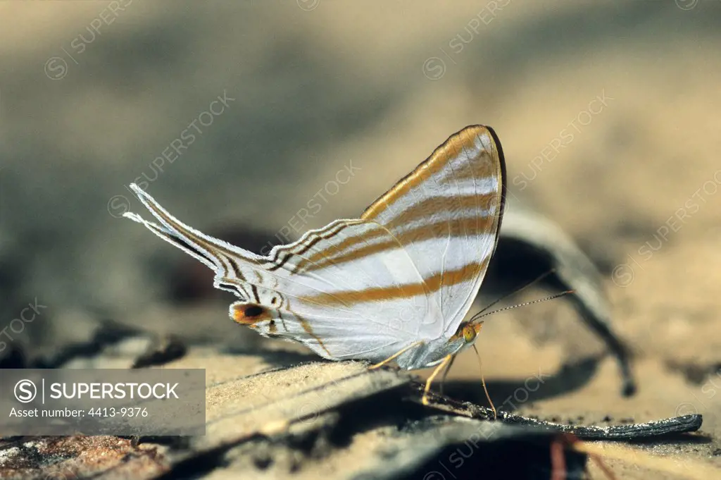 Marpesia Daggerwing drinking on the ground Brazil