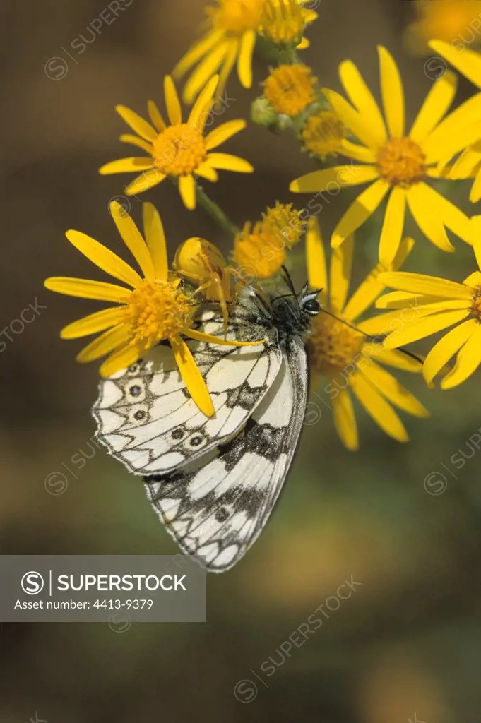 Marbled White Butterfly gathering nectar on flower France