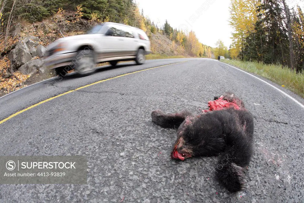 Brown Bear crashed on a highway by a car in Alaska