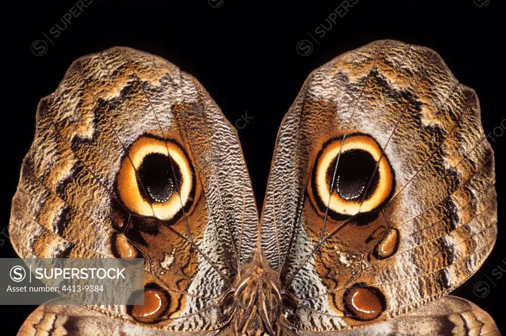 Owl butterfly similar to a head of owl Brazil