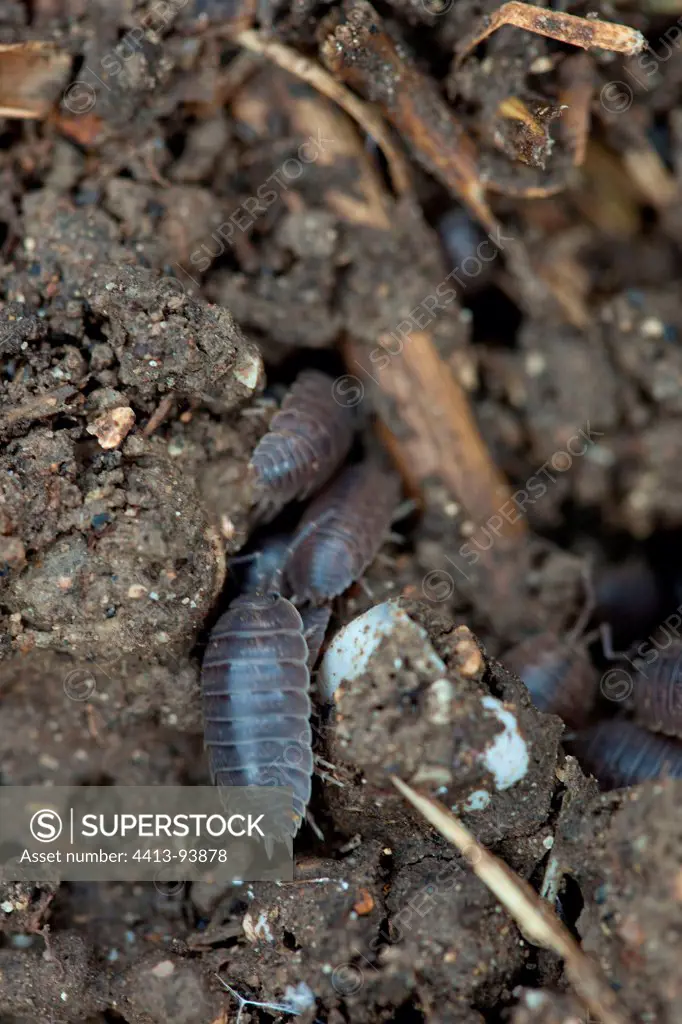 Woodlouses on compost in a garden