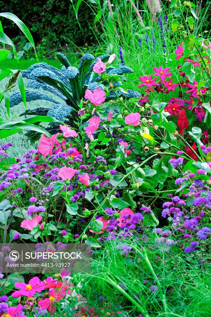 Summer annuals flowerbed in a garden
