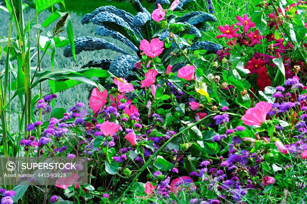 Summer annuals flowerbed in a garden