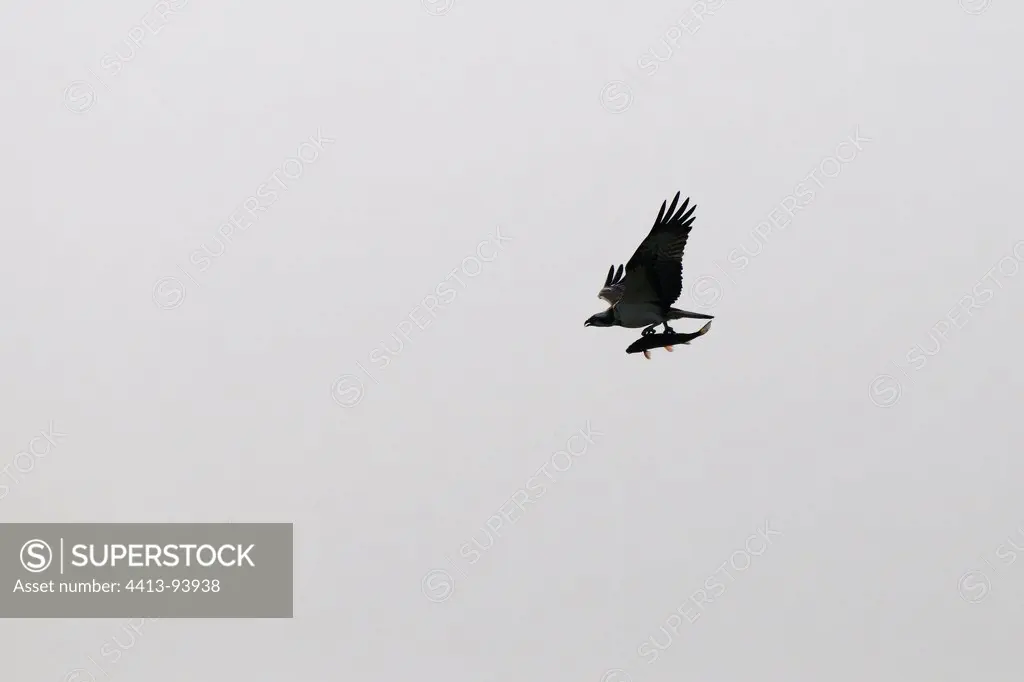 Osprey flying at dawn with prey France