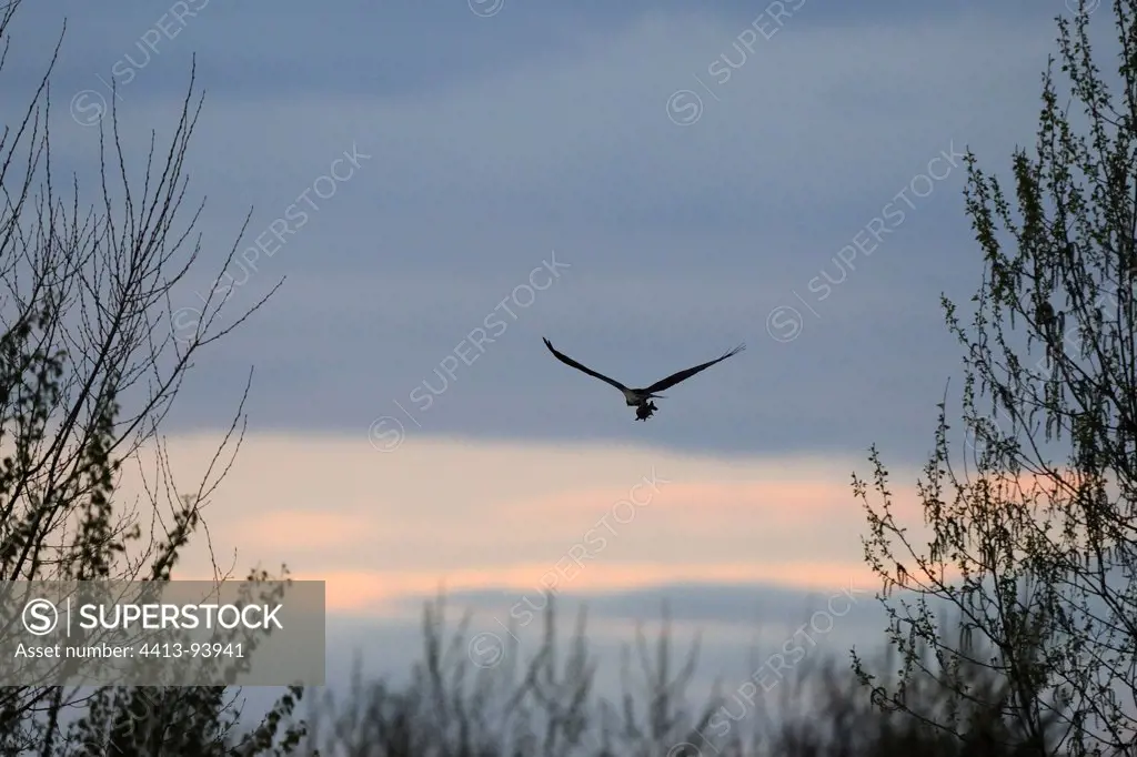 Osprey flighing at dawn with a prey