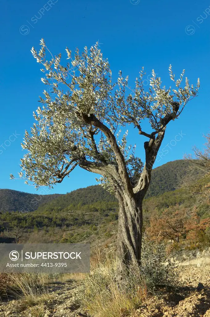Olive Tree in Provence France