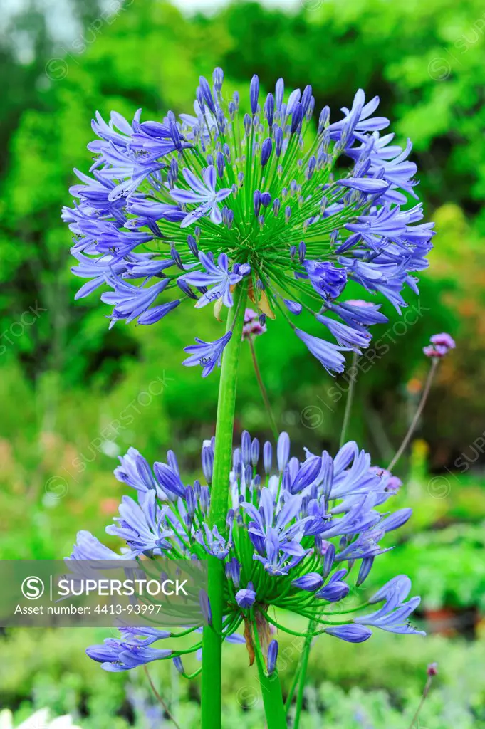 Agapanthe 'Blue Triumphator' in bloom in a garden