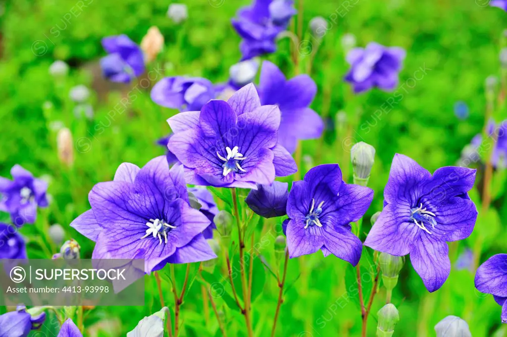 Balloon flowers 'Hakone Blue' in bloom in a garden