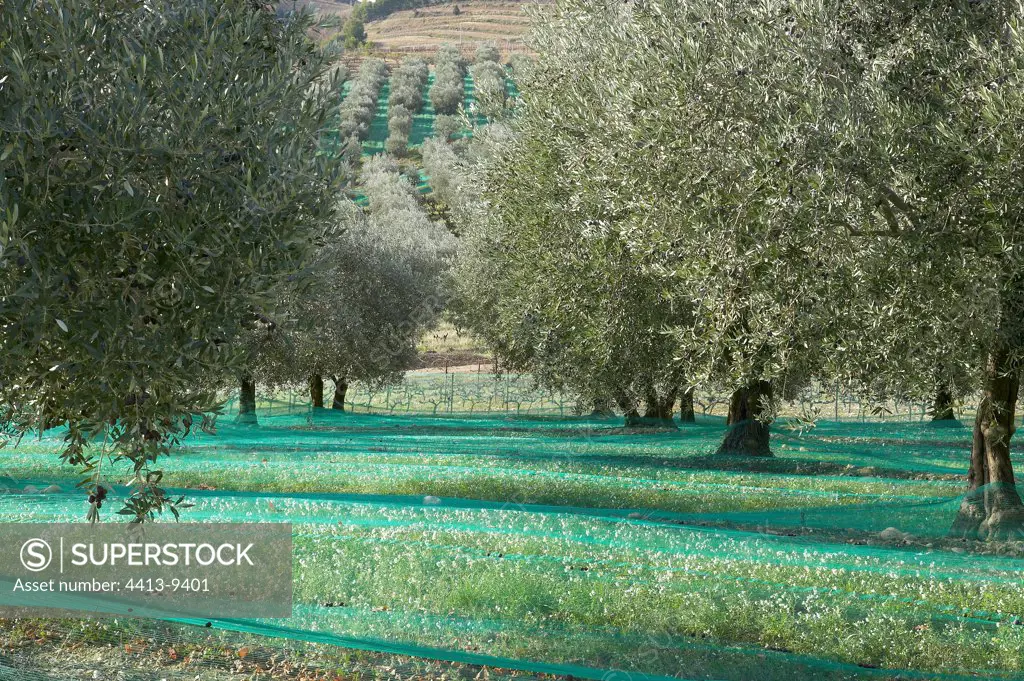 Gathering with the net of olives of Nyons Provence France