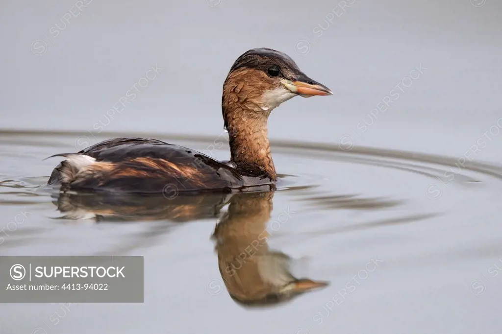 Little Grebe in winter plumage after a dive