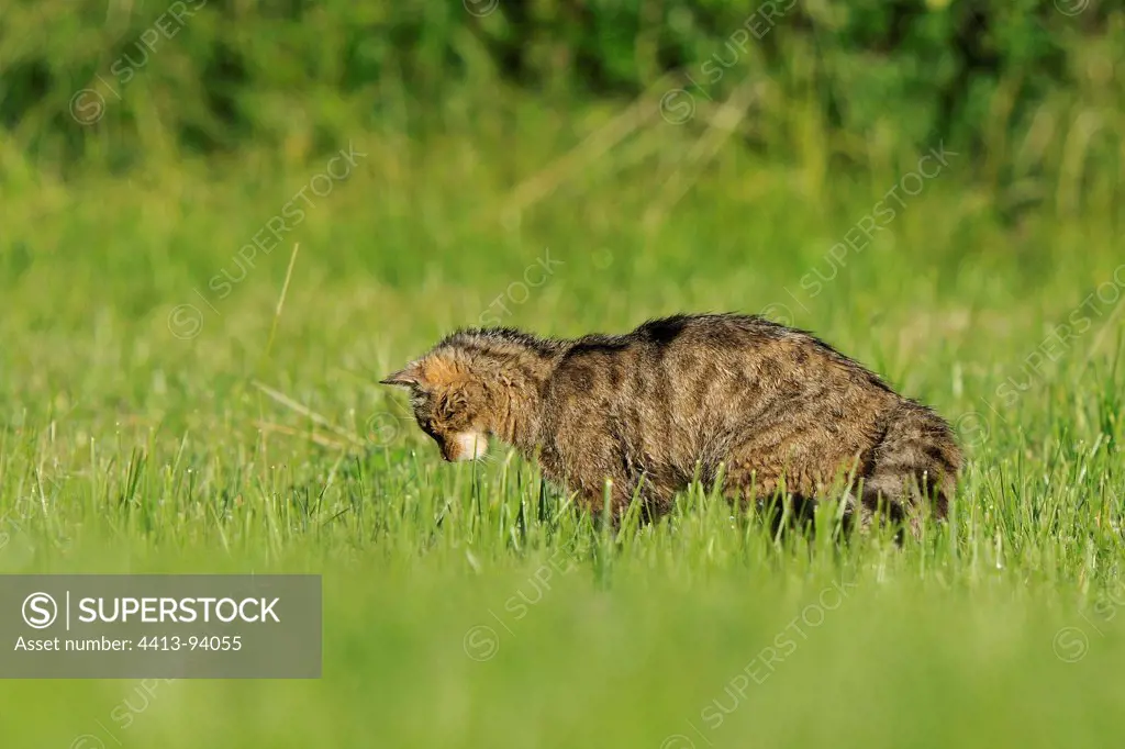 Wild cat in wait in a meadow in spring France
