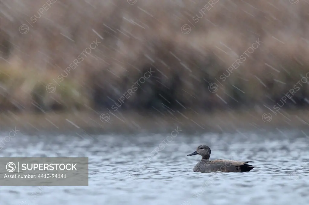 Gadwall in a snowstorm on a pond France