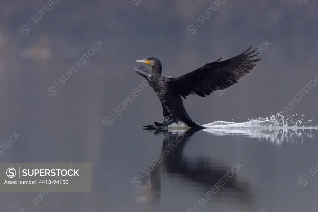 Great Cormorant being arise Val d'Allier NR France