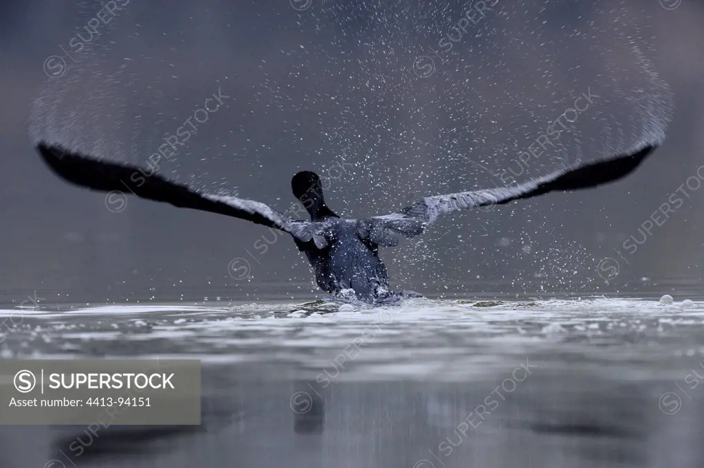 Great Cormorant taking off Val d'Allier NR France