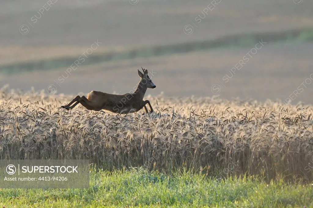Roebuck fleeing in a grain field in summer