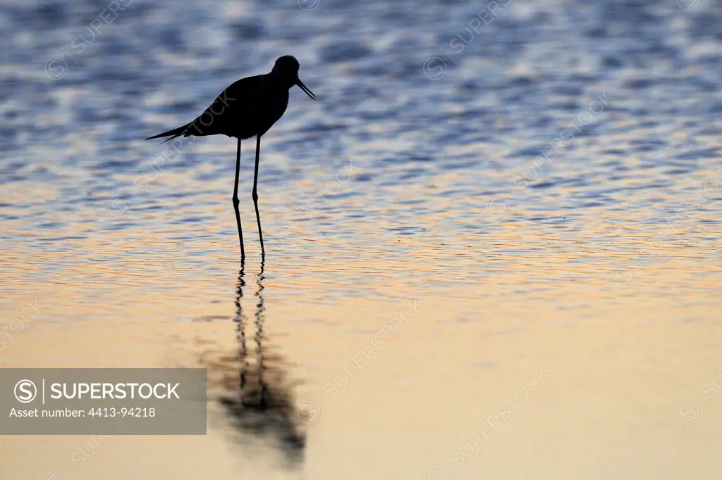 Black-winged Stilt feeding at dawn in a pond Aude