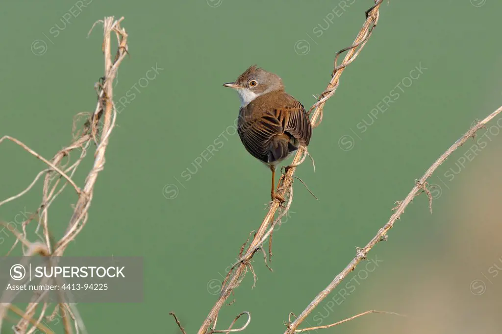 Common Whitethroat in the dry grass near the nest