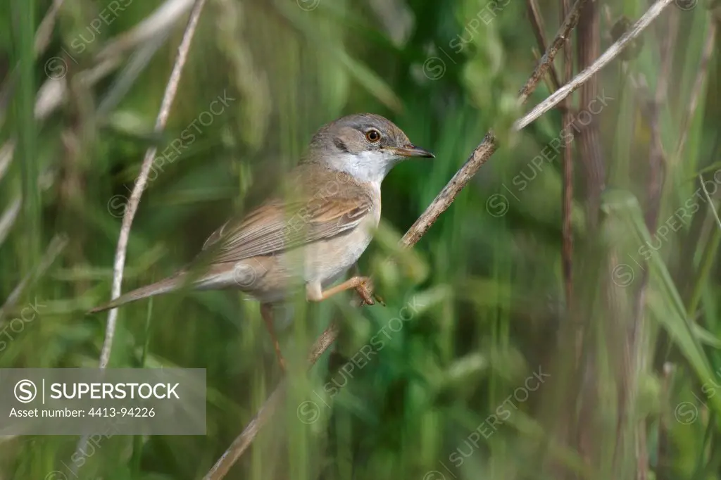 Common Whitethroat in the grass near the nest in may