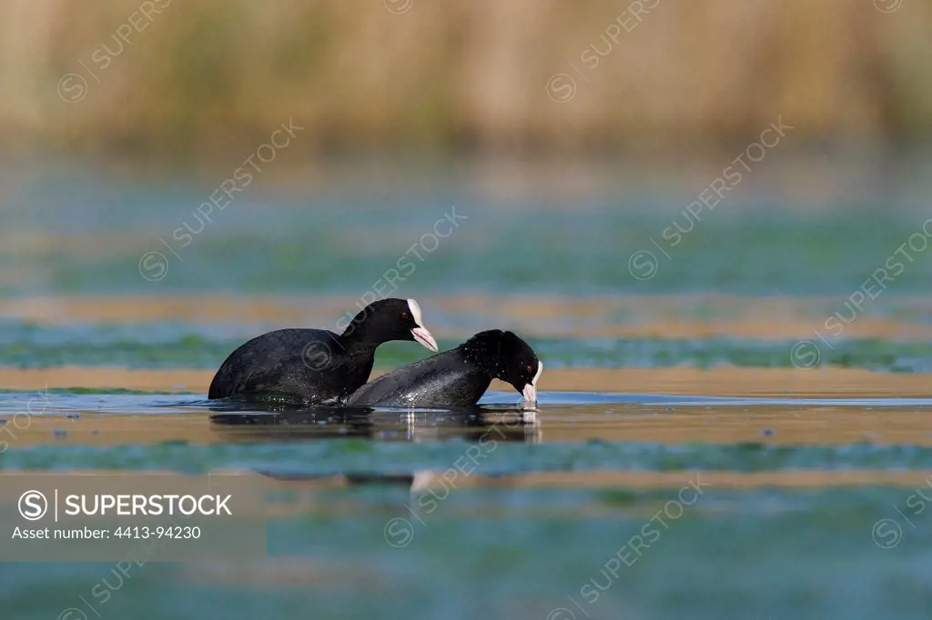 Mating of Common Coot on the surface of the water