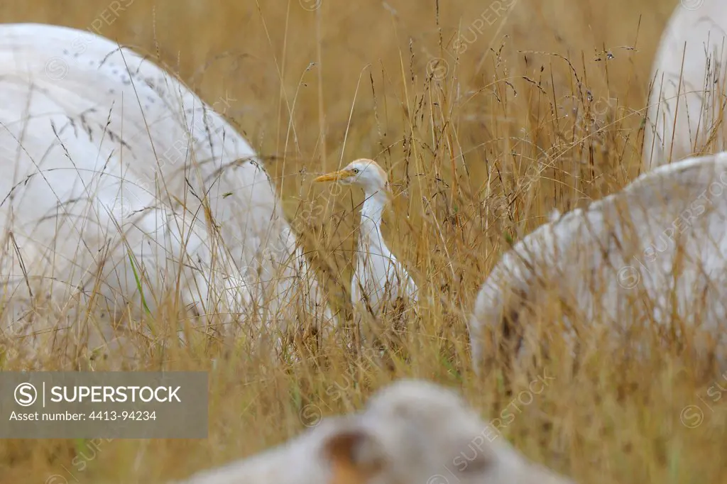 Cattle Egret in the middle of a herd of Cows