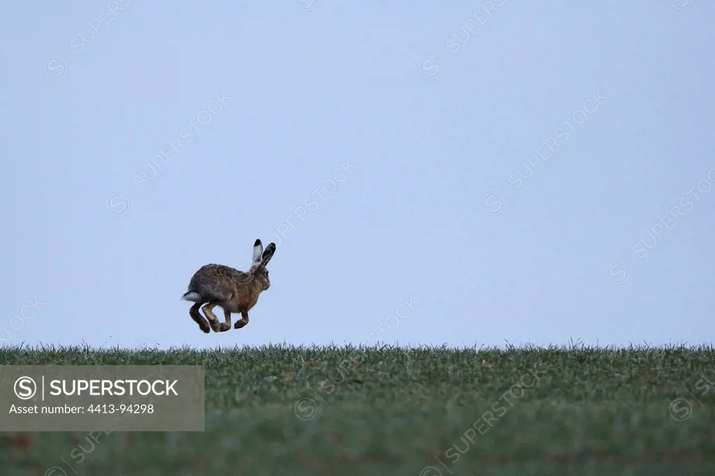 European Hare running in a field of grain France