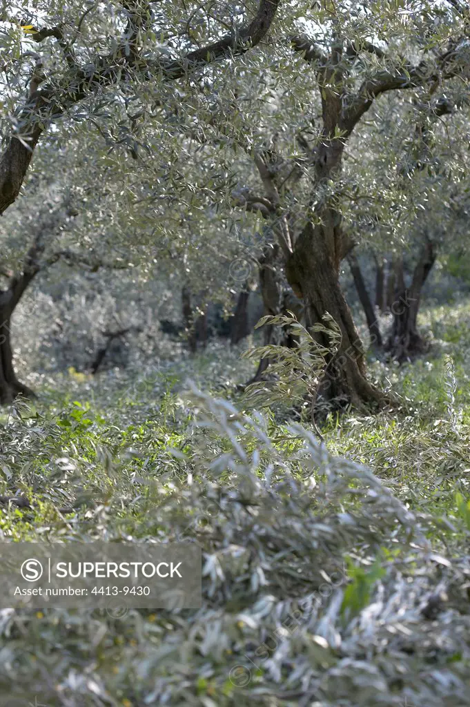 Cut olive-trees Nyons Provence France