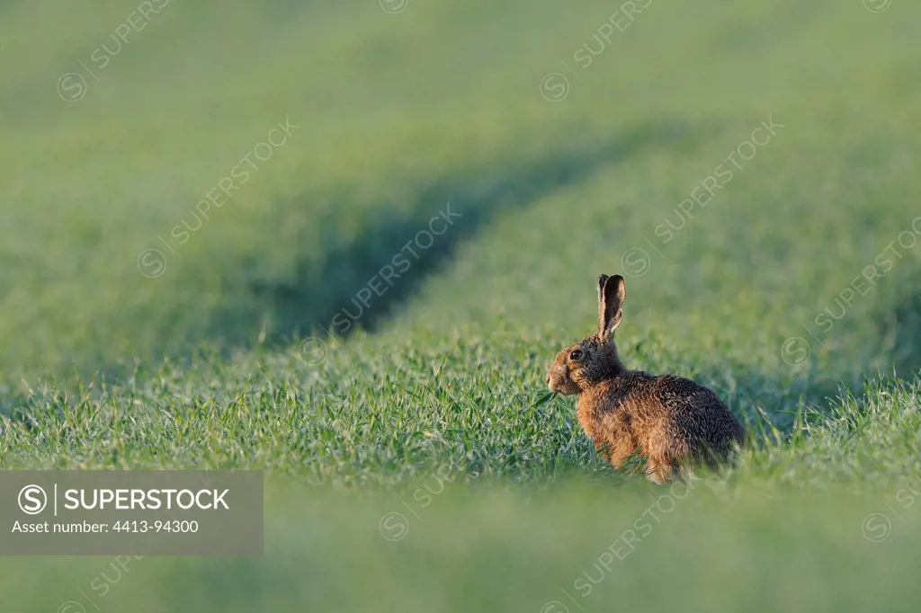 European Hare in a field of grain France