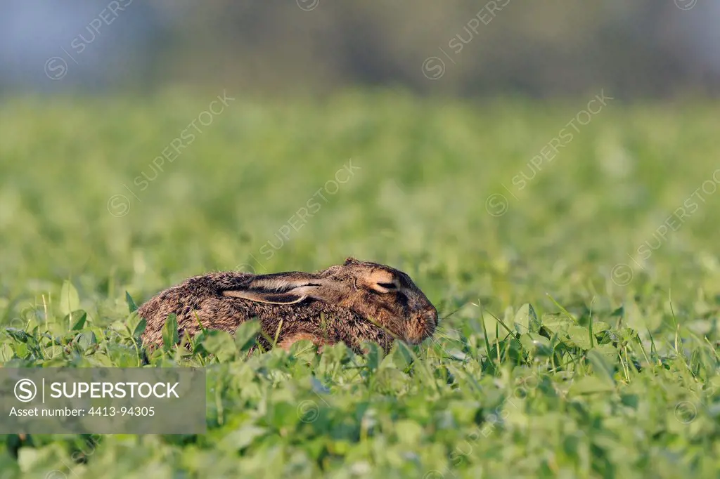 European Hare in lodging in a field of Medick France