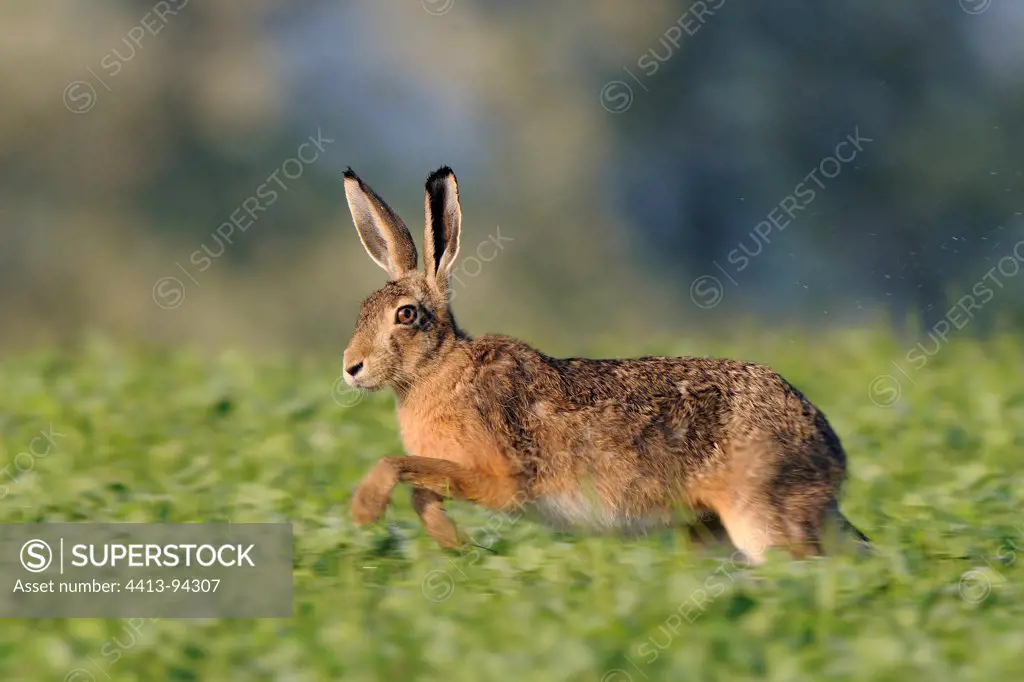 European Hare running in a field of Medick France
