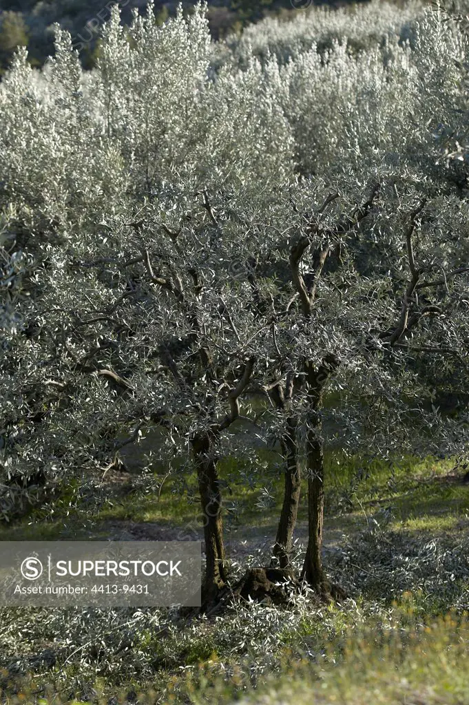 Cut olive-trees Nyons Provence France