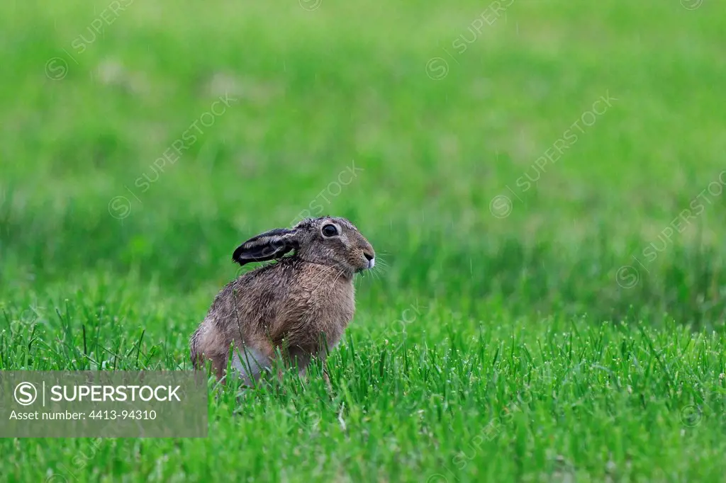 European Hare resting in a field in the rain France