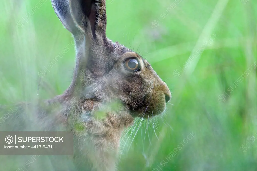 Portrait of an European Hare in summer France