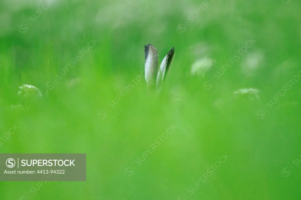 European Hare hidden in the tall grass in summer