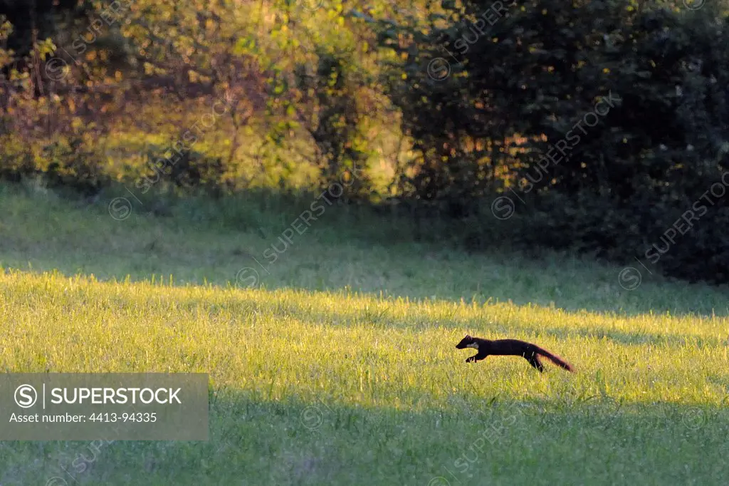 European Pine Marten crossing a clearing at dawn France