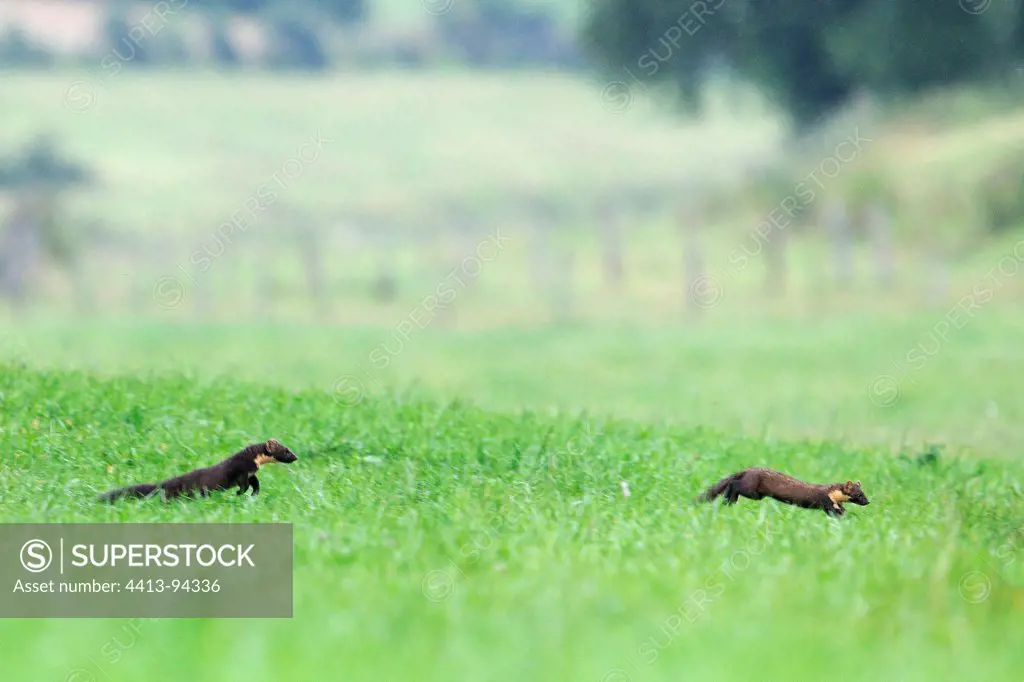 European Pine Marten male pursuing a female France