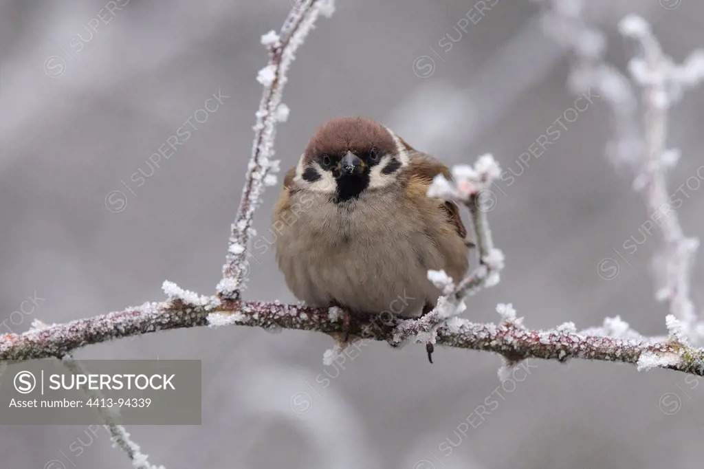 Eurasian Tree Sparrow in winter under snow France