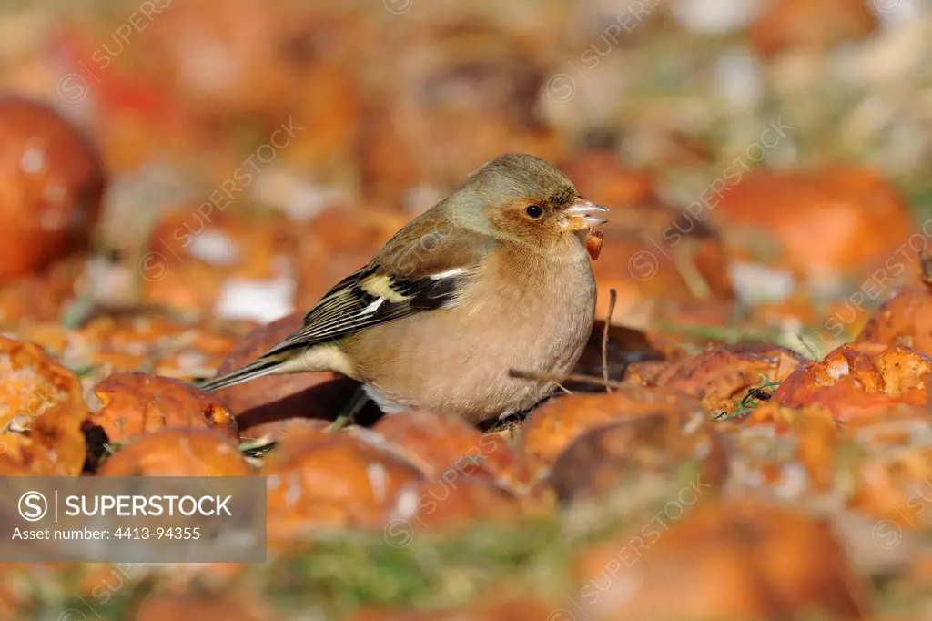 Eurasian Chaffinch eating apples fell to the ground